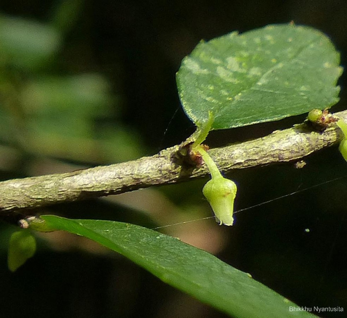 Rinorea decora (Trimen) Melch.